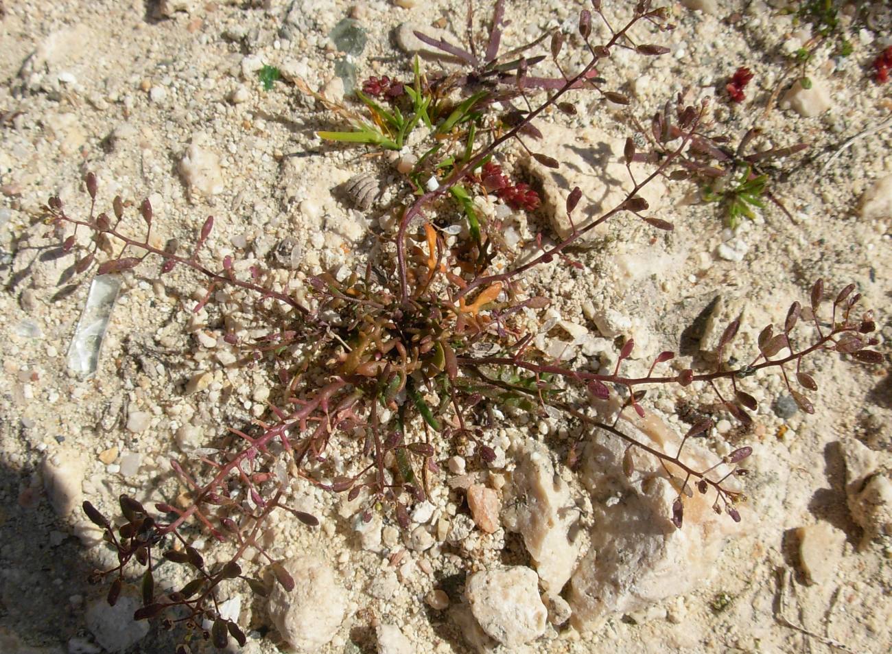 Hornungia procumbens / Hornungia procumbens